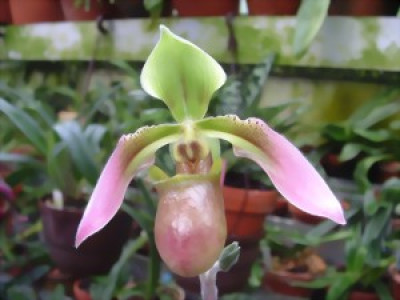 Paphiopedilum ceramense