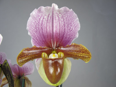 Paphiopedilum charlesworthii (Jgpfl.)