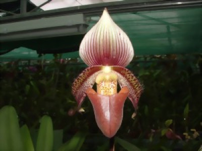 Paphiopedilum ciliolare