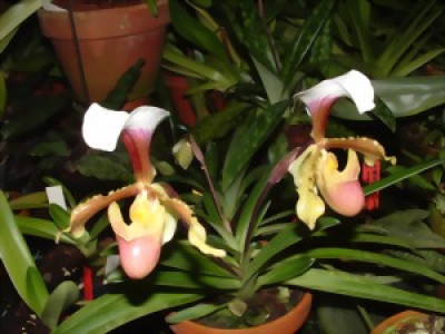 Paphiopedilum coccineum