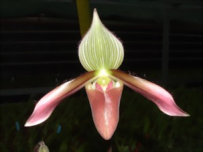 Paphiopedilum dayanum