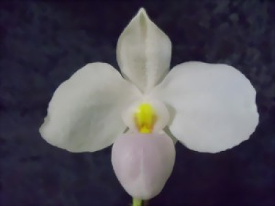 Paphiopedilum delenatii 'semi-alba'