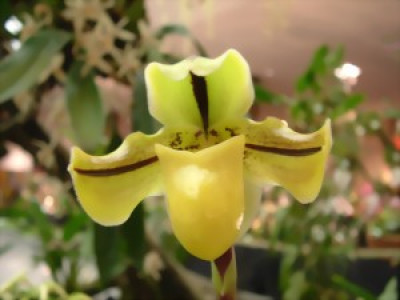 Paphiopedilum druryi