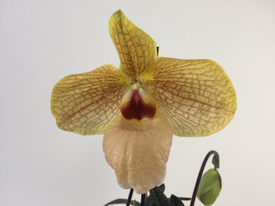 Paphiopedilum Fumi's Delight