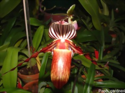 Paphiopedilum gardneri