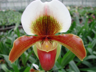 Paphiopedilum Harbur Comet