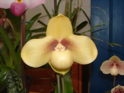 Paphiopedilum hangianum