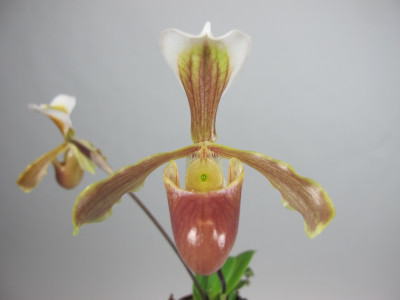 Paphiopedilum helenae x coccinea