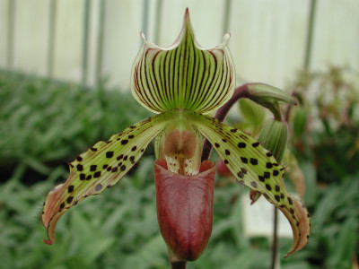 Paphiopedilum I'Ansonii 