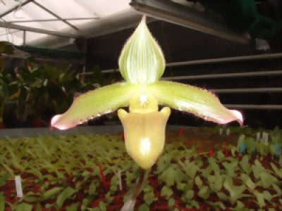 Paphiopedilum javanicum