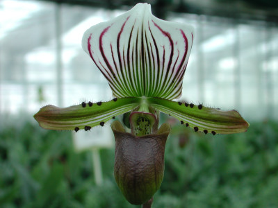 Paphiopedilum lawrenceanum