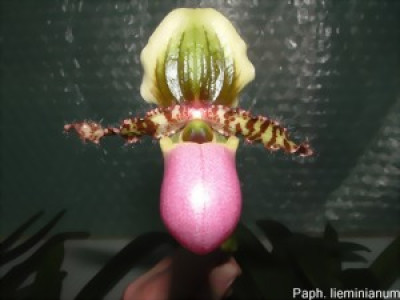 Paphiopedilum liemianum