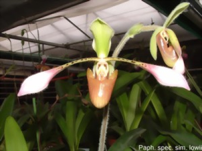 Paphiopedilum lowii 'richardianum'