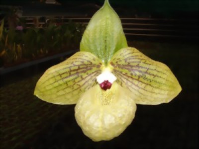 Paphiopedilum malipoense