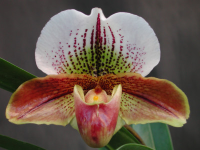 Paphiopedilum Margaret Milvare