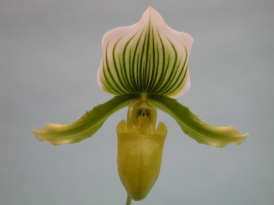 Paph. Maudianum x (Paph. holdenii x Paph. supersuk)