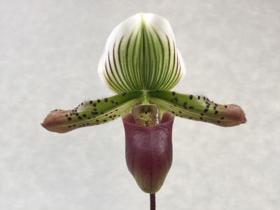 Paphiopedilum Garry Baker (1 Stiel)