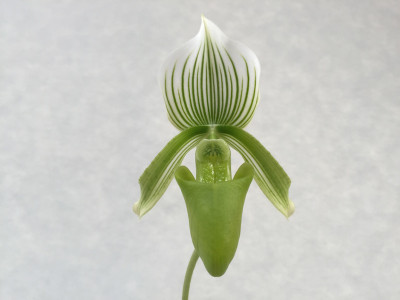 Paphiopedilum Onyx