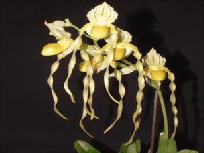 Paphiopedilum philippinense 'album'