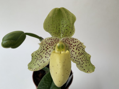 Paph. Pinocchio x wenshanense