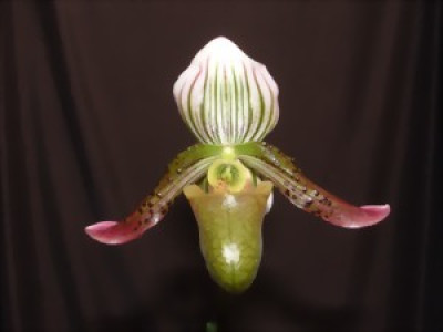 Paphiopedilum schoseri