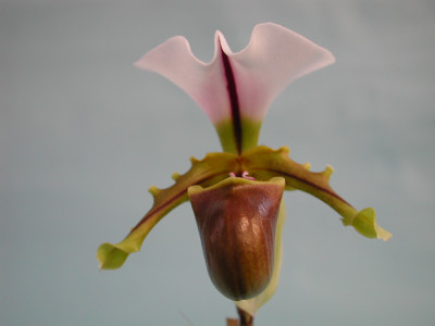 Paphiopedilum spicerianum (Jgpfl.)