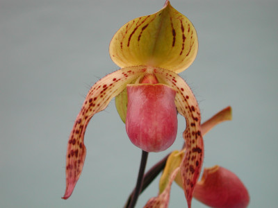 Paphiopedilum Stone Ground