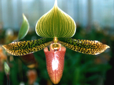 Paphiopedilum Supersuk 'Celle' S.M./D.O.G.