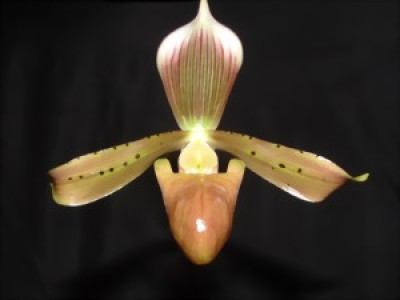 Paphiopedilum tonsum 'cupreum'