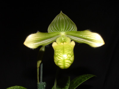 Paphiopedilum venustum 'measuresianum'