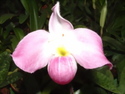 Paphiopedilum vietnamense 'Dark Warrior'