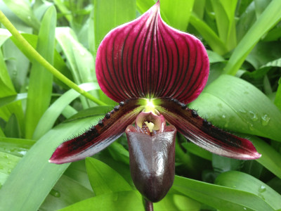 Paph. Vinicolor 'Schwarze Madonna' (1 Blütenstiel)