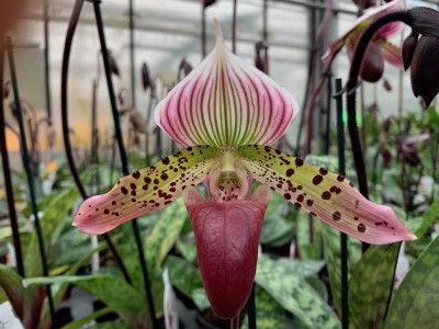 Paphiopedilum Maudiae 'Vinicolor' x P sukhakulii