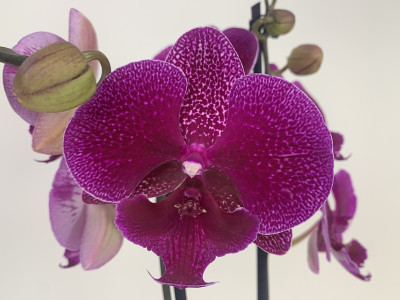 Phalaenopsis Zoja 'Kizz' (2 Rispen)