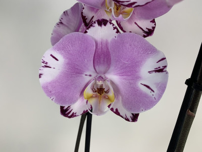 Phalaenopsis Art Nouveau (2 Rispen)