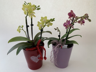 Muttertags-Sortiment (2 Phalaenopsis mit je 2 Rispen inkl. Übertopf)