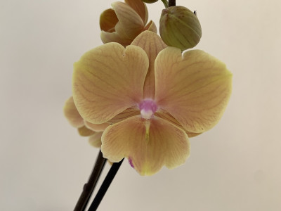 Phalaenopsis Orange 'Kizz' (2 Rispen)