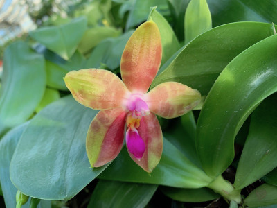 Phalaenopsis amboinensis x Phal. bellina