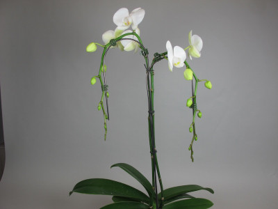 Phalaenopsis White Tree (2 Rispen)