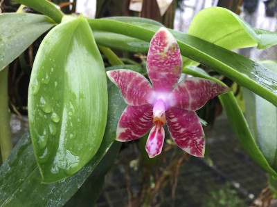 Phalaenopsis (bellina x speciosa) X Phal. amboinensis