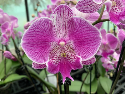 Phalaenopsis Big Lip (2 Rispen)