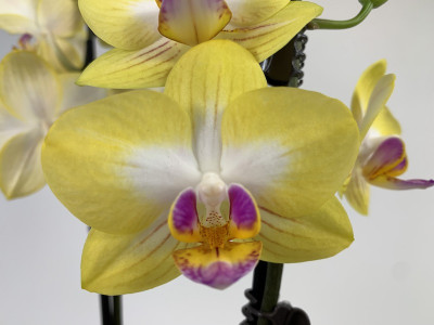 Phalaenopsis Buttercup (2 Rispen)