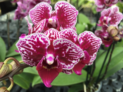 Phalaenopsis Champion Swan (2 Rispen)