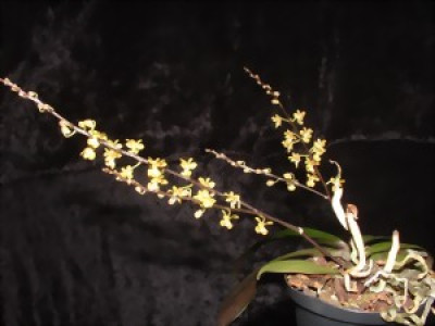 Phalaenopsis chibae