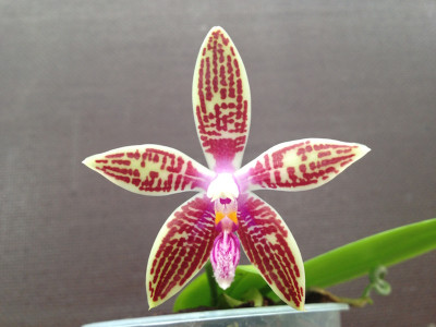 Phalaenopsis corningiana