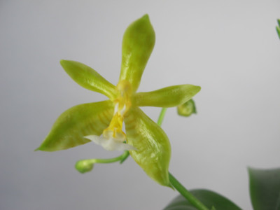 Phalaenopsis cornu-cervi 'flava unique'
