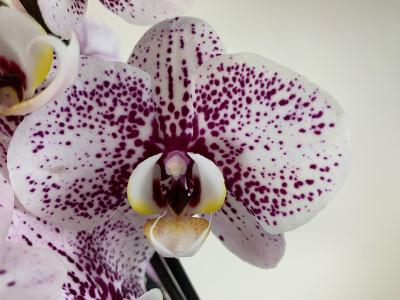Phalaenopsis Dutch Beauty (2Rispen)