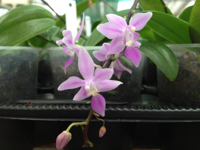 Phalaenopsis equestris 'ilocus'