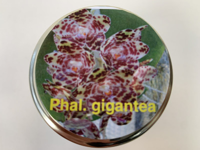 Phalaenopsis gigantea (im sterilen Glas)
