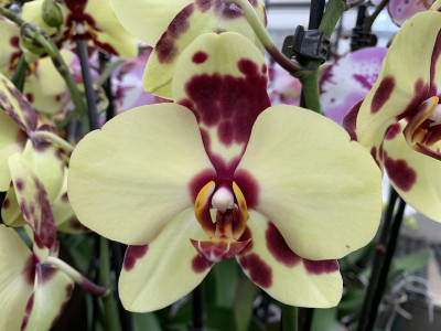 Phalaenopsis Golden Polka (2 Rispen)